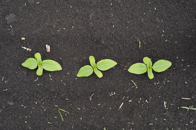 Farmer field with small young sprouts of sunflower