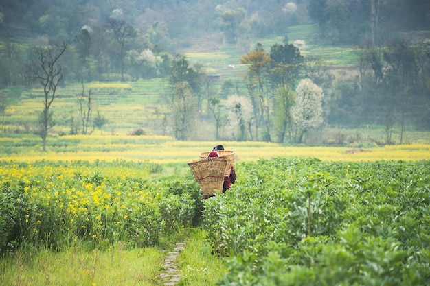 A farmer in a field of yellow flowers