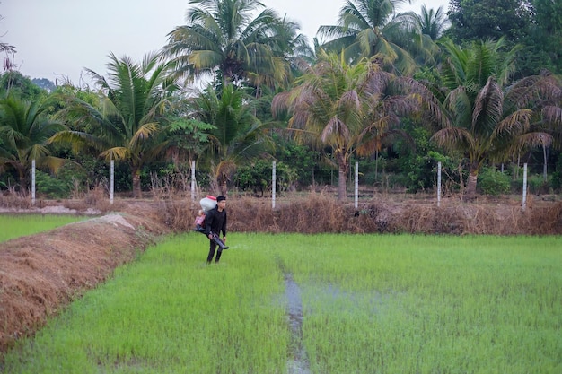 A farmer from Asia is using a Knapsack Mist Duster to plant chemical fertilizers on his green rice farm