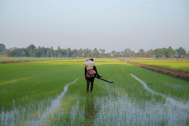 A farmer from Asia is using a Knapsack Mist Duster to plant chemical fertilizers on his green rice farm