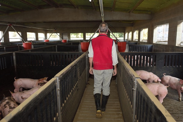 Farmer from behind walking inside a pig farm