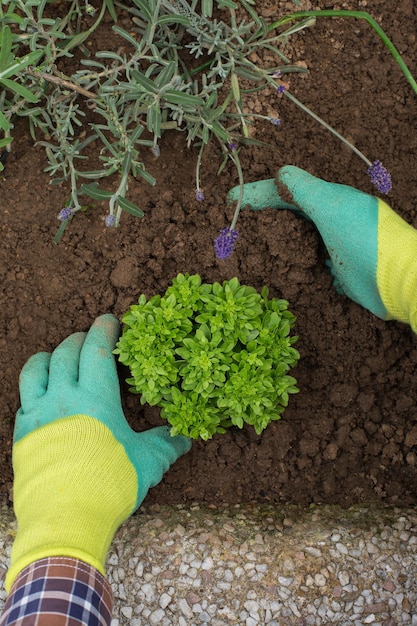 Farmer gardener hands in gloves planting herbs