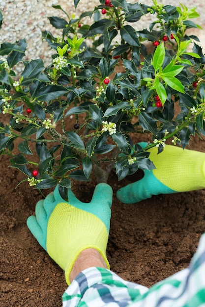 Farmer gardener hands in gloves planting holly ilex seedling