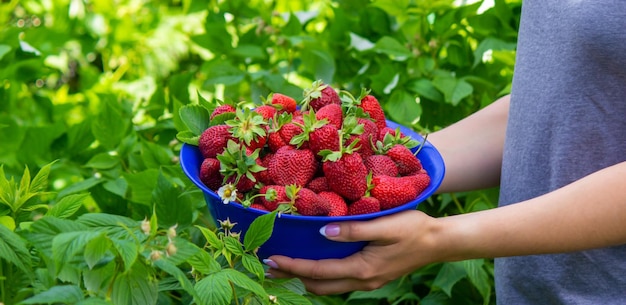 Farmer girl holding freshly picked strawberries in her hands Selective focus