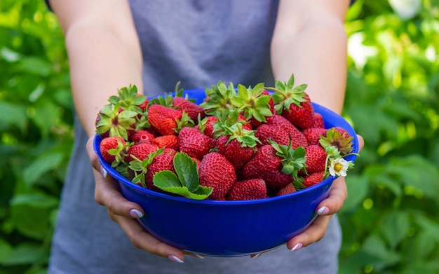 Farmer girl holding freshly picked strawberries in her hands Selective focus