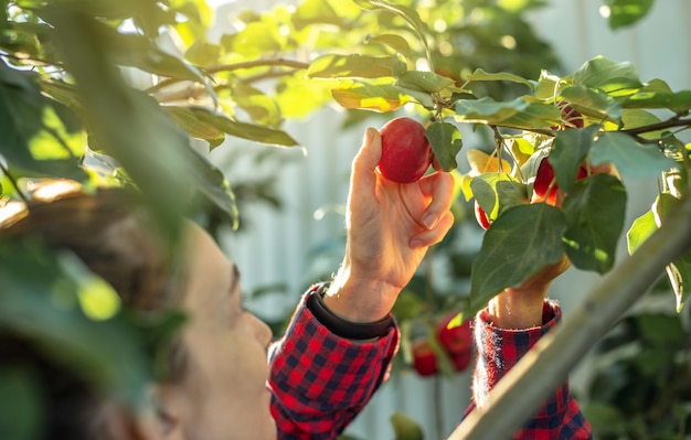 Farmer girl is plucking a fresh crop of organic red apples in her autumn garden