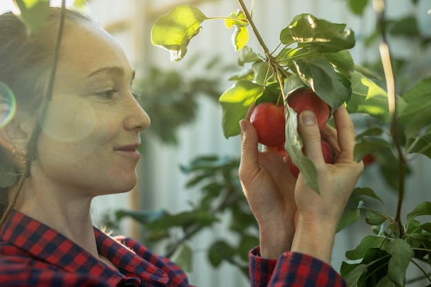 Farmer girl is plucking a fresh crop of organic red apples in her autumn garden