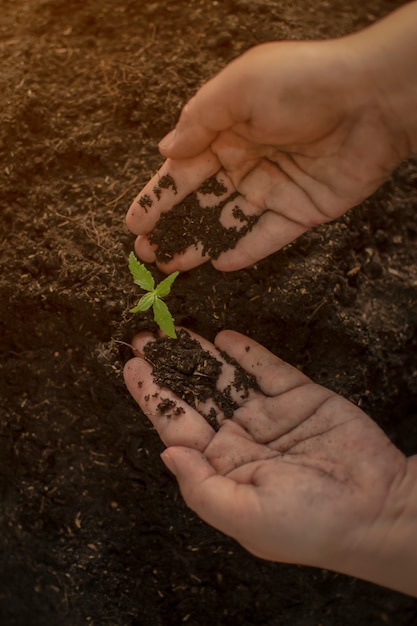 Farmer giving a chemical fertilizer cannabis hand seedlings