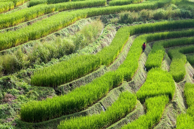 Farmer in green terraced rice field at Ban Pa Bong Peay in Chiangmai Thailand