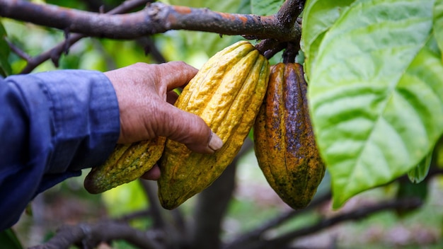 Farmer hand harvesting ripe cocoa fruit on the tree