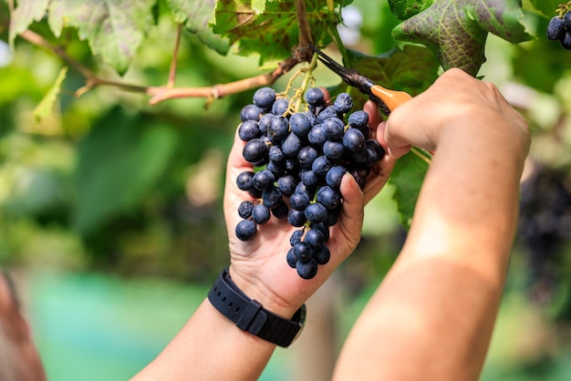 Farmer hand harvesting ripe delicious grape bunch in the vineyard autumn crop concept