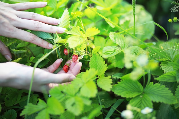 Farmer hand holding growing organic natural ripe red strawberry checking ripeness for picking hatvest. Tasty juice healthy berries plantation. Agricultural plant food business