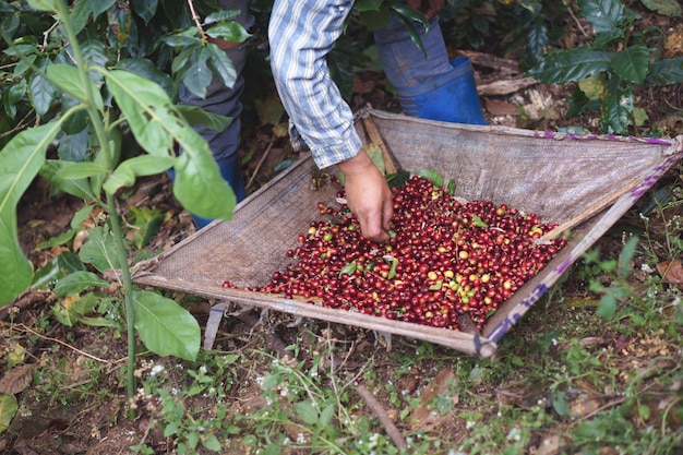 A farmer hand picking ripe and raw coffee berries