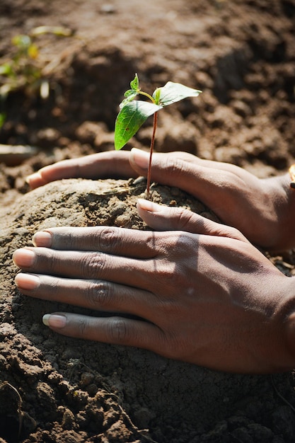 Photo farmer hand planting young tree on back soil as care and save wold concept