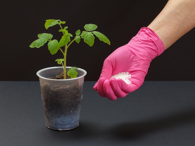 Farmer hand with chemical fertilizer for young tomato plant