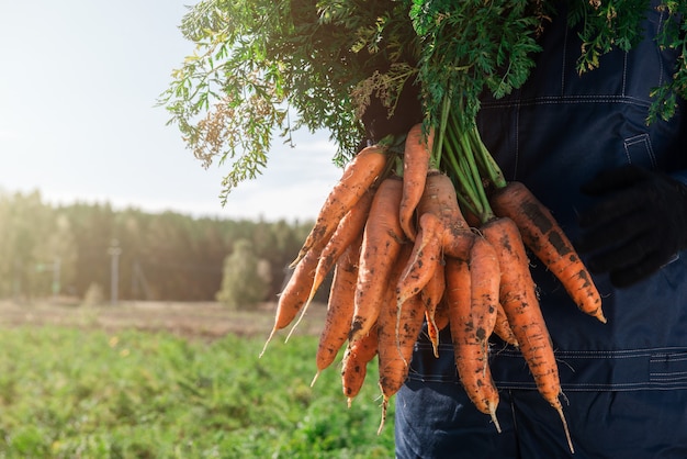 Farmer hands in gloves holding bunch of carrot in the garden closeup harvest concept