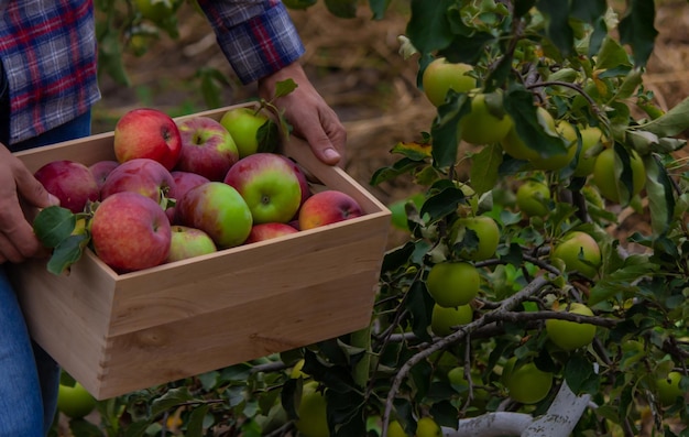 Farmer hands holding box with fresh ripe organic apples on farm