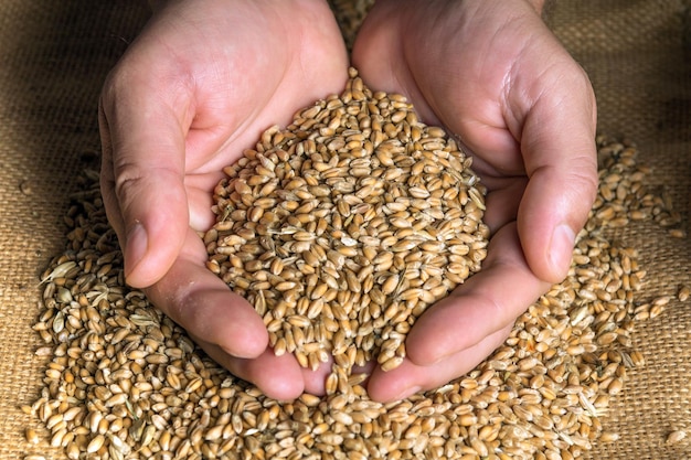 Farmer hands holds a grain of wheat. Grain selection before sowing. Harvesting a good harvest.