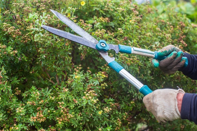 Farmer hands who make pruning of bushes with large garden shears. Gardening Tools. Agricultural concept. Farming season.