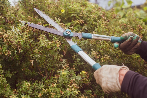 Farmer hands who make pruning of bushes with large garden shears Gardening Tools Farming season