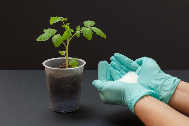 Farmer hands with chemical fertilizer for young tomato plant