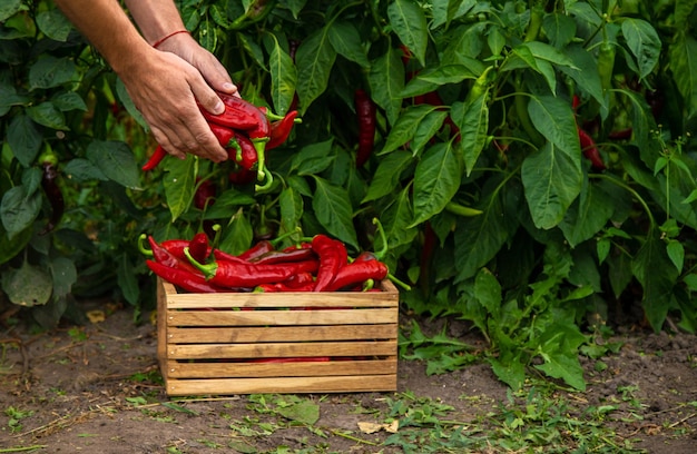 Farmer harvesting chili peppers in garden Selective focus