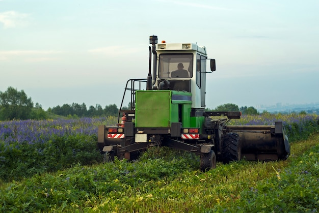 Farmer at the harvesting combine mows the field of blooming lucerne on a summer evening