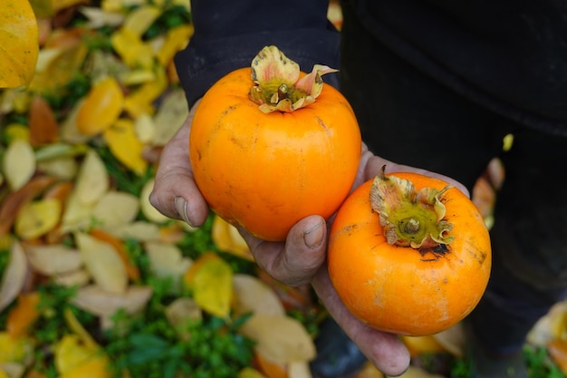 farmer harvesting persimmon from the tree in the background fallen persimmon leaves in autumn