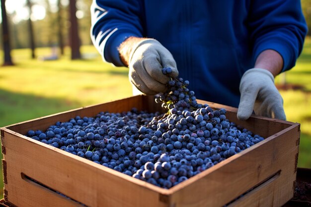 Photo a farmer harvesting or picking up fresh blueberries of his huge blueberry farm