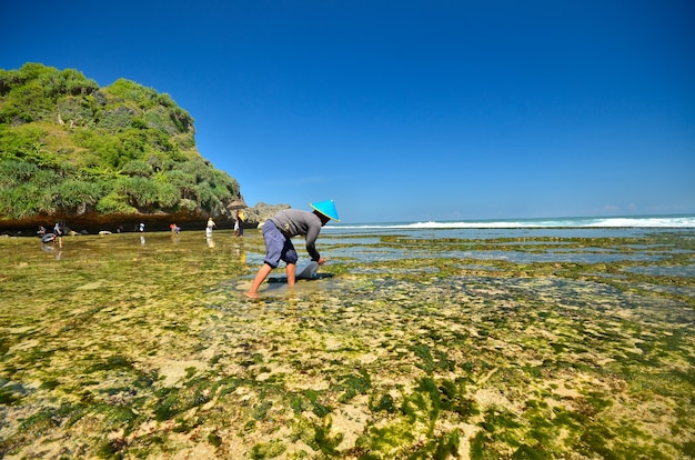 a farmer harvesting seaweed