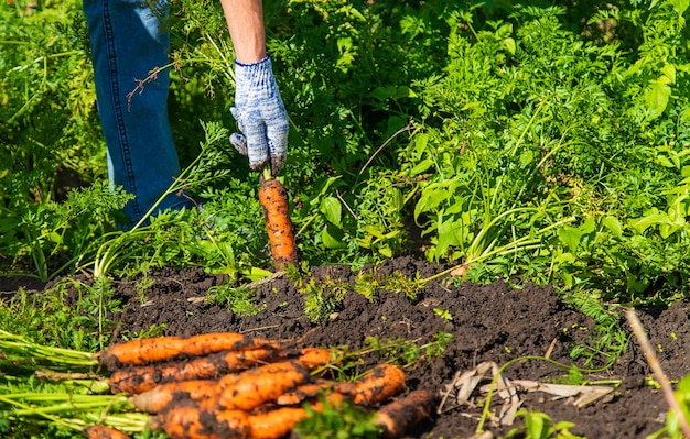 The farmer harvests carrots Selective focus