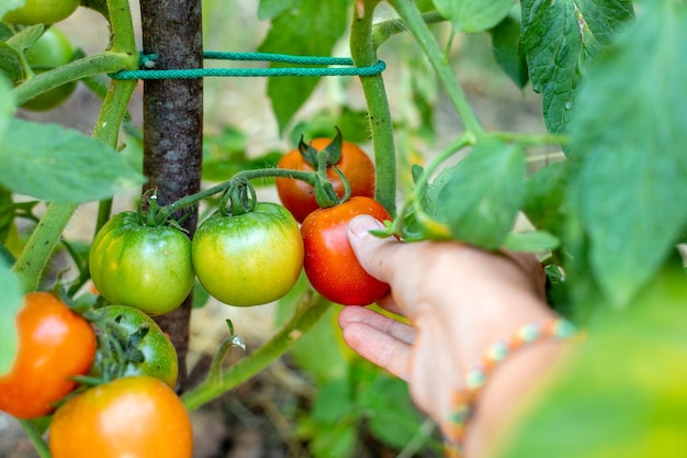 Farmer harvests red ripe tomatoes from a bush Growing vegetables in the garden