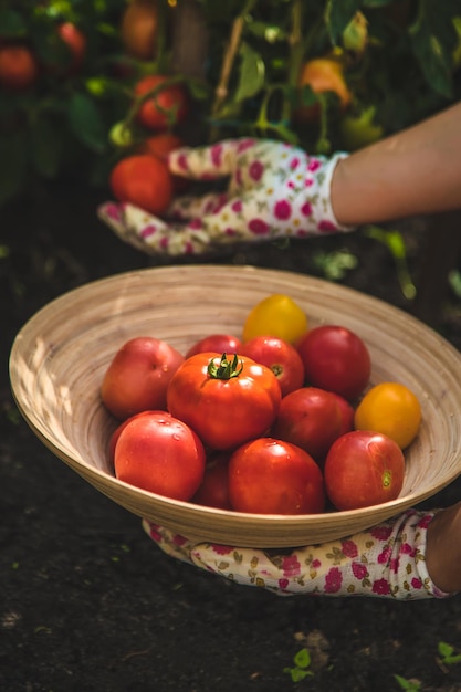 The farmer harvests tomatoes in the garden Selective focus