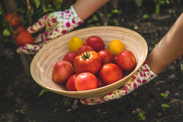 The farmer harvests tomatoes in the garden Selective focus