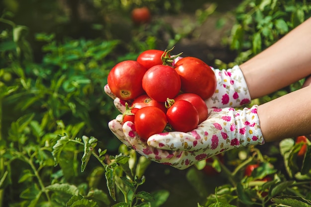 The farmer harvests tomatoes in the garden Selective focus