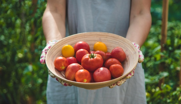 The farmer harvests tomatoes in the garden Selective focus