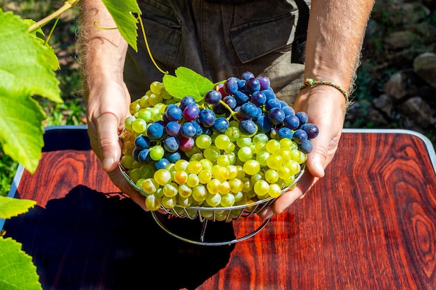 The farmer has picked grapes and puts them on the table in a vase Delicious healthy fruits autumn dessert