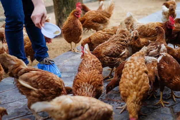 Farmer holding animal feed for many chicken 