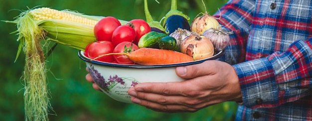 Farmer holding freshly picked vegetables from the farm