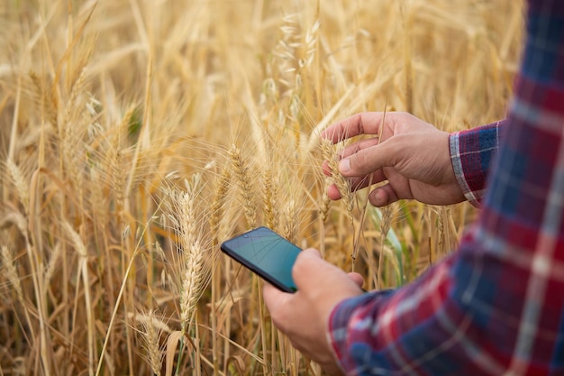 Farmer holding phone and wheat Agronomist uses online data management software