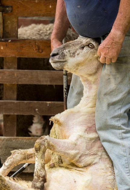 Farmer holding sheep by head after shearing