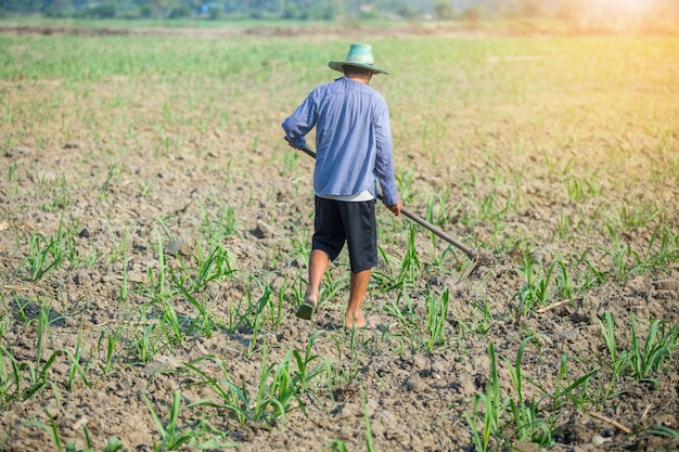 Farmer holding spade working in field