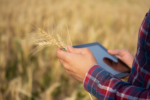 Farmer holding tablet agronomist using online data management software creating yield maps in field