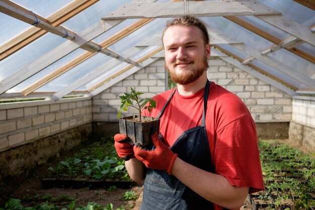 Farmer holding tomato seedling