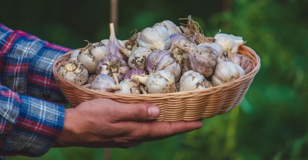 A farmer holds a basket of garlic closeup