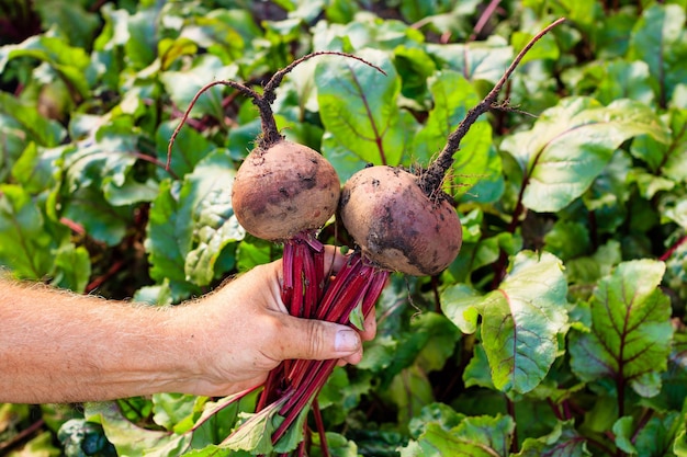 The farmer holds beets freshly picked from the garden in his hand Organic vegetables Harvesting