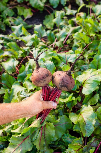 The farmer holds beets freshly picked from the garden in his hand Organic vegetables Harvesting