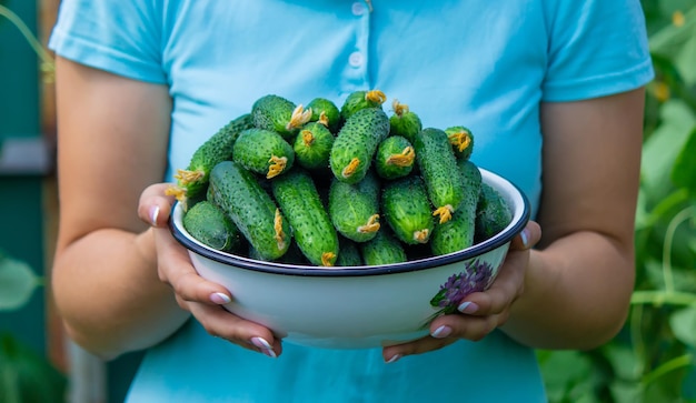 The farmer holds a bowl of freshly picked cucumbers in his hands selective focus