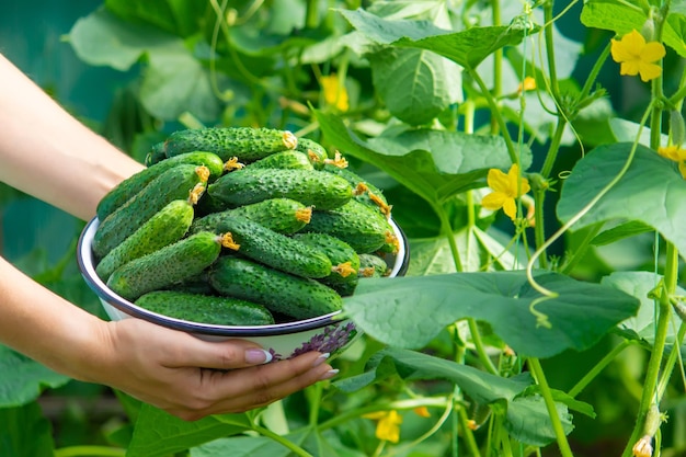 The farmer holds a bowl of freshly picked cucumbers in his hands selective focus