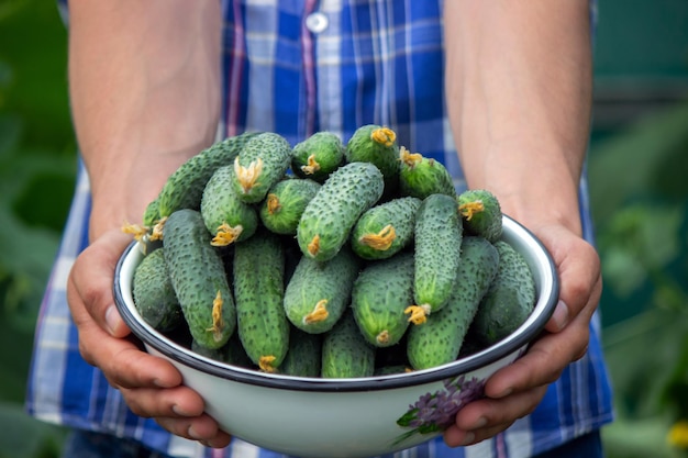 The farmer holds a bowl of freshly picked cucumbers in his hands